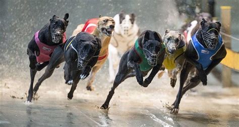 dog racing results e tote 24.